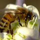 Illustration for article titled This Short Story About Death and Bees Is the Strangest, Most Beautiful Thing in Ages